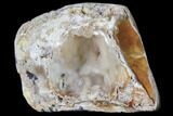 Agatized Fossil Coral Geode - Florida #82992-2
